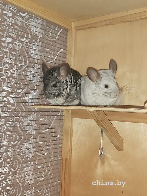 WhatsApp Image 2025-07-31 at 16.52.51 (1)