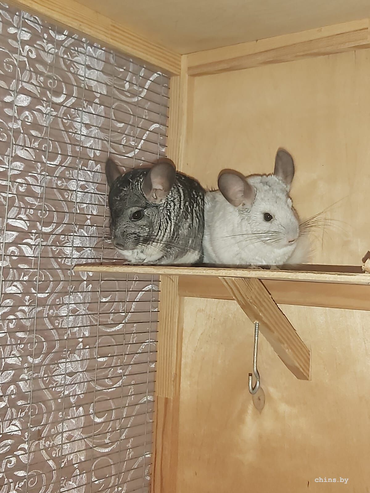 WhatsApp Image 2025-07-31 at 16.52.51 (1)