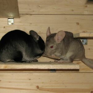 Глобальная нехватка палочек в клетке!